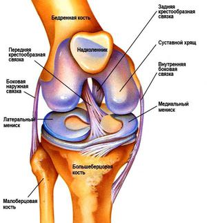 Крестообразная связка  колена - строение сустава показано на рисунке